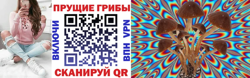 где продают   Кузнецк  Псилоцибиновые грибы GOLDEN TEACHER 
